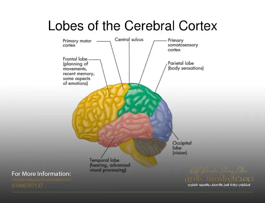 Cerebral Cortex Location Cerebral Cortex Location